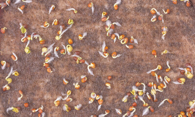 Microgreen sprouts grow in the ground in a greenhouse. Gardening. Vegetables. Salad. Vitamins. Garden. View from above. Place for an inscription. Advertising. Organic plants.