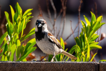 House Sparrow #1