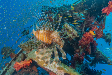 Lionfish in the Red Sea colorful fish, Eilat Israel

