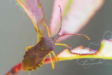 Closeup of a Sloe Bug insect, Dolycoris baccarum, crawling