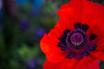 Mohnblume Orange Rot Sommer Blütenstempel lila close up bokeh