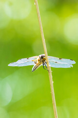 Close-up of a four-spotted chaser Libellula quadrimaculata dragonfly