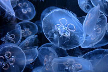 Blue, translucent jellyfish swim in an  aquarium
