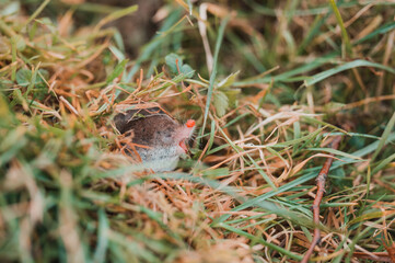 A small gray mole climbed out of the ground, an animal in the grass.