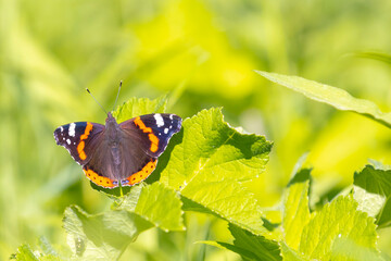 Red Admiral butterfly, Vanessa atalanta, resting