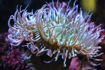 Naklejka na ściany i meble Glowing sea anemone close-up