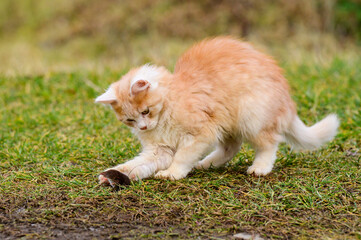 Frightened mole and red cat, a cat playing with its prey on the grass, a natural instinct of a cat.