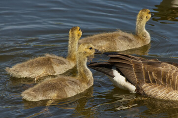 Canada Goose (Branta canadensis) and Goslings in the Water