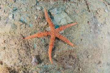 Starfish On the seabed in the Red Sea, Eilat Israel
