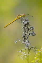 Common Darter Sympetrum striolatum female