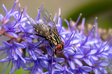 Flesh fly, Sarcophagidae , pollinating purple flowers.