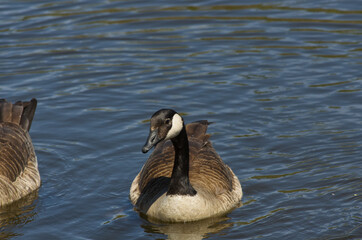 Canada Goose (Branta Canadensis) in the Water