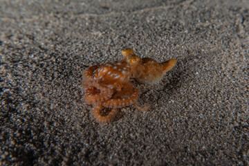 Octopus king of camouflage in the Red Sea, Eilat Israel 
