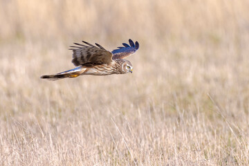 Hen harrier Circus cyaneus hunting