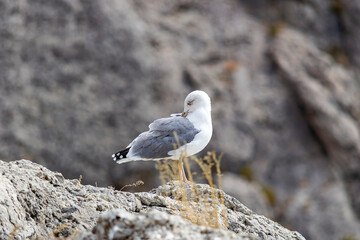 Seagull on rock near cliff. Sea. Sunny autumn day. Side view.