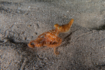 Octopus king of camouflage in the Red Sea, Eilat Israel 
