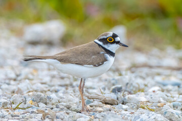 Closeup of a Little ringed plover, Charadrius dubius, foraging