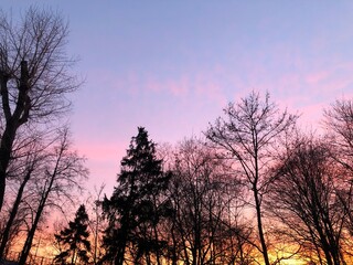 Fototapeta na wymiar trees on the background of a beautiful pink sunset