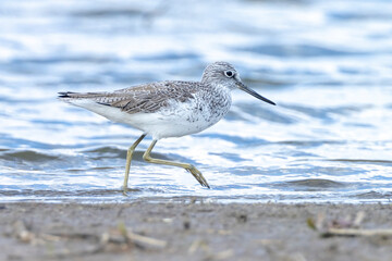 Common greenshank, Tringa nebularia, foraging in wetlands