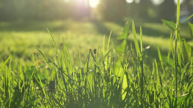 Lush green grass grows on wide meadow under bright summer sunlight at back sunset light against forest extreme close view