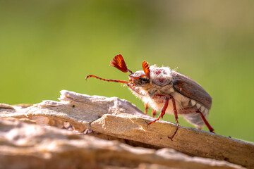 Forest cockchafer, melolontha hippocastani, foraginging on a wooden tree log