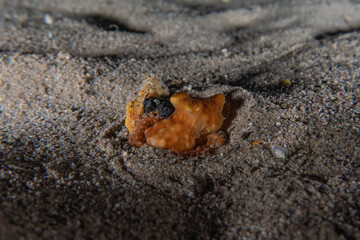 Octopus king of camouflage in the Red Sea, Eilat Israel 
