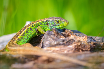 Sand lizard, Lacerta agilis, green male
