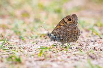 Wall Brown butterfly Lasiommata megera resting on the ground.