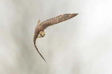 Saker falcon, Falco cherrug, in flight hunting and diving