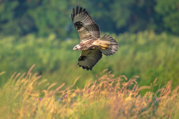 Common buzzard, Buteo Buteo, in flight,
