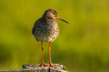 common redshank tringa totanus in farmland
