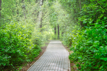 A narrow paved path in the park. Walking path between green bushes. A place for a summer family vacation.