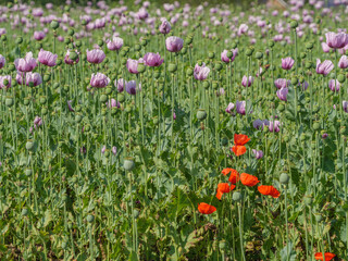 Blühender Mohn im Münsterland