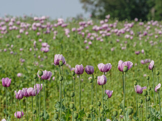 Blühender Mohn im Münsterland