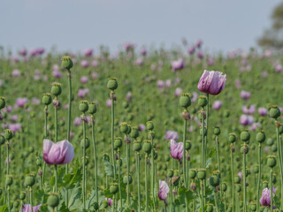 Blühender Mohn im Münsterland