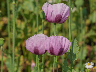 Blühender Mohn im Münsterland