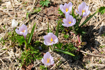 Springtime in the Austrian Alps with Crocus in the foreground, Vorarlberg, Austria, Europe