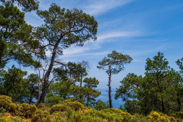 Fototapeta na wymiar Trees on the Lycian trail near beach at Mediterranean sea in Cirali, Kemer, Turkey. May 2021