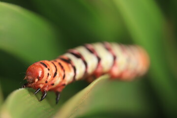 caterpillar on grass