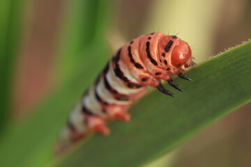 close up of a caterpillar