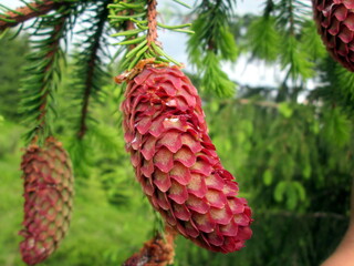 Beautiful red spruce cone