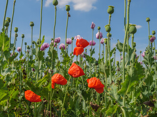 Blühender Mohn im Münsterland