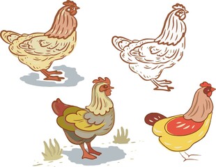 chicken farm pets bird vector illustration graphics in different styles. print textile vintage retro engraving colored food eggs
