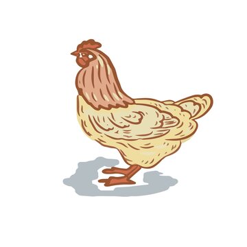 chicken farm pets bird vector illustration graphics in different styles. print textile vintage retro engraving colored food eggs