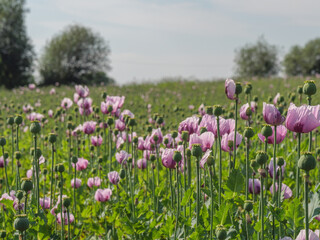 Blühender Mohn im Münsterland