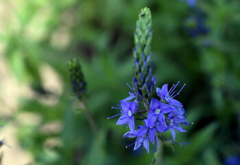 Großer Ehrenpreis auf einer Frühlingswiese