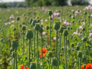 Blühender Mohn im Münsterland