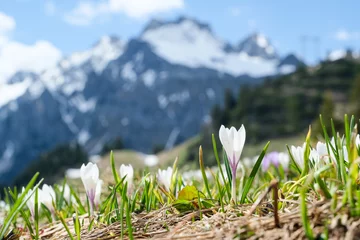 Raamstickers Springtime in the Austrian Alps with Crocus in the foreground, Vorarlberg, Austria, Europe © Erich 