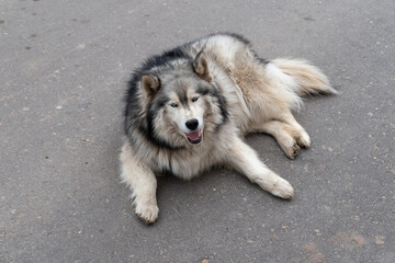 A big shaggy dog lying on the asphalt.