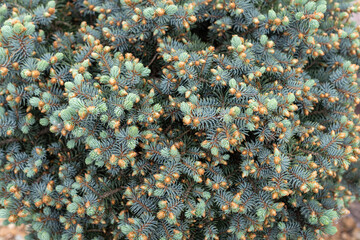 Young shoots and cones on Picea pungens, background.